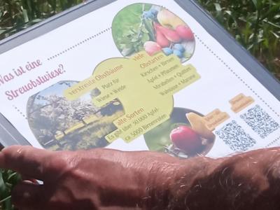 9 Kamishibai-Tafeln mit Illustrationen von Streuobstwiesen